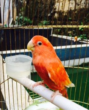 ADA APA DENGAN LOVEBIRD  MERAH  INI Salam Kicau Mania