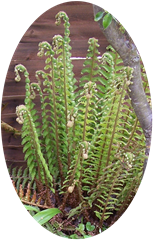 Fern unfurling