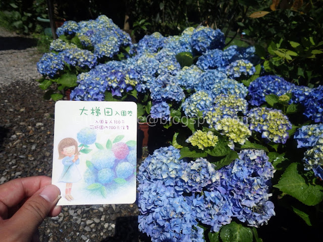 Yangmingshan Zhuzihu hydrangea