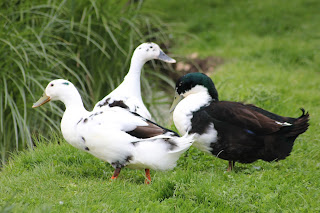 Ducks by the FSF Pond - Blog