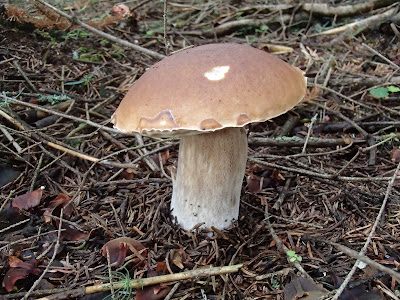 grzyby na Orawie, grzyby w lipcu, grzyby 2016, borowik szlachetny Boletus edulis, borowik ceglastopory Boletus luridoformis, muchomor mglajarka Amanita vaginata, muchomor czerwonawy Amanita rubescens, kolczakówka niebieskawa Hydnellum caeruleum