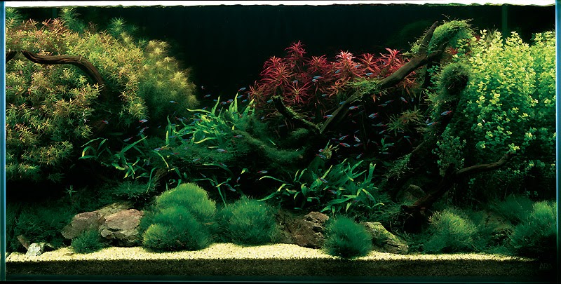 Aquatic Eden  Aquascaping Aquarium Blog