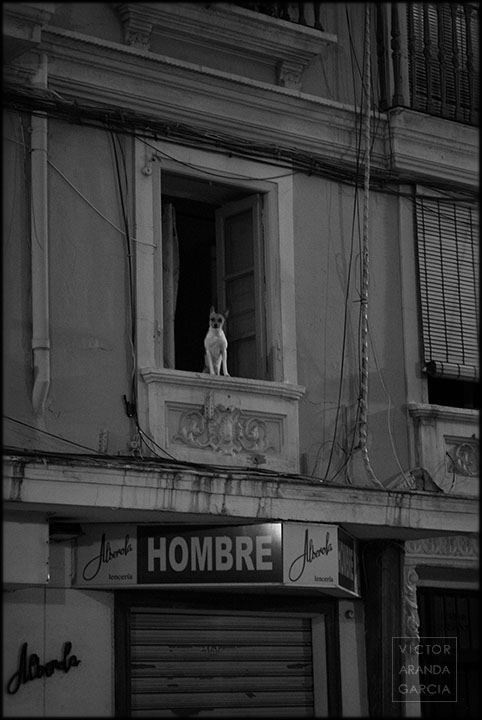 Fotografía en blanco y negro de un perro asomado a una ventana sobre un cartel donde pone la palabra hombre