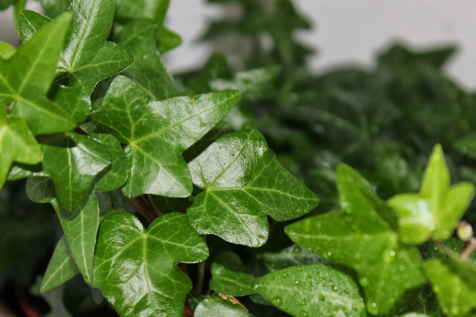 Houseplant Care How to Indoor Plant Care English Ivy 