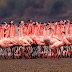 Lesser Flamingos