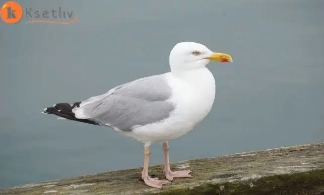 What do you know about the seagull bird ?