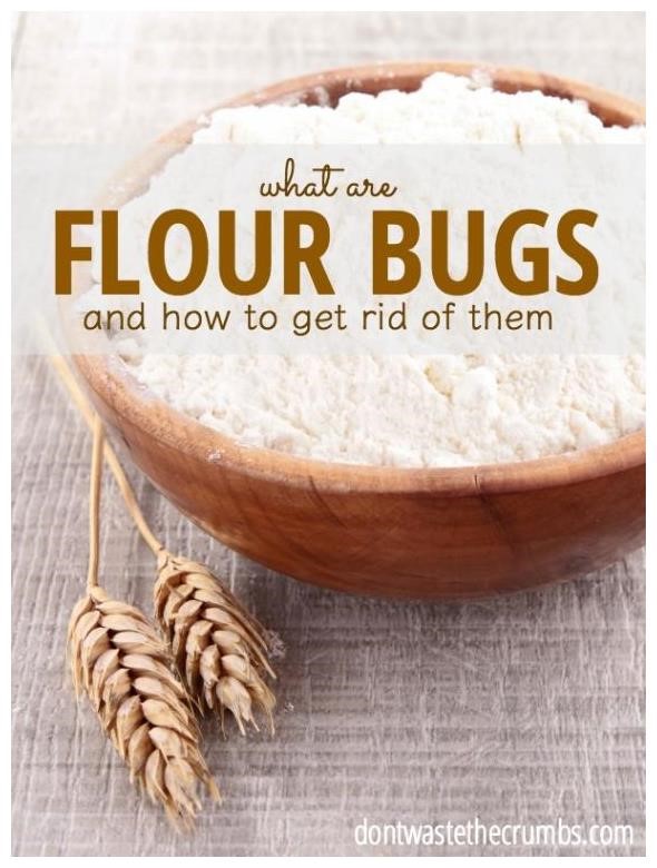 17 Small Crawling Bugs In Kitchen Flour Bugs Cause prevention for bugs found in rice grains Small,Crawling,Bugs,In,Kitchen