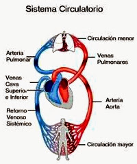 Estructura del sistema cardio-vascula