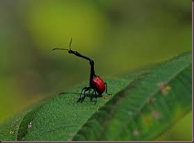 Amazing Pictures of Animals, photo, Nature, exotic, funny, incredibel, Zoo, Giraffe weevil, Insecta, Alex (16)