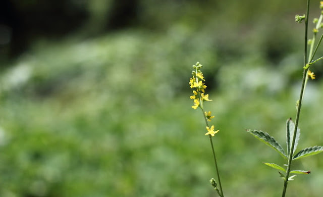 Agrimony Flowers Pictures