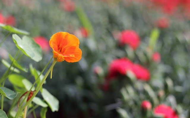 Nasturtium Flowers Pictures