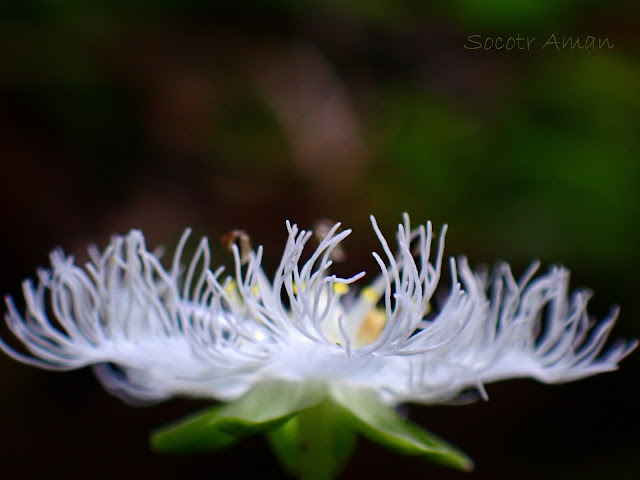 Parnassia foliosa