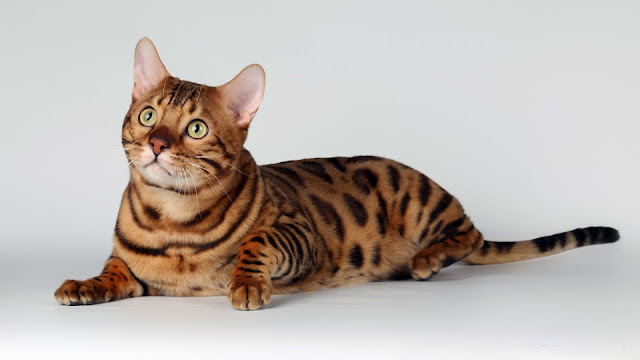 Bengal Cat