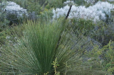 Xanthorrhoea sp