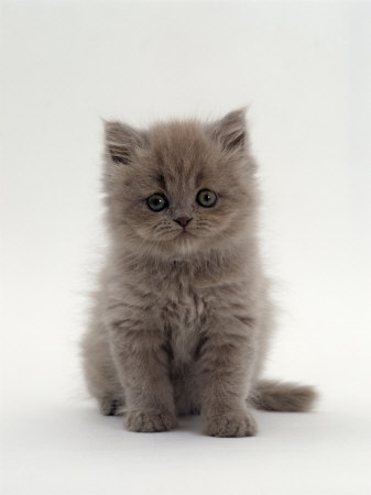 Two long hair female kittens, Images