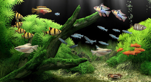 Dream Aquarium Screensaver 1.2.9 Full
