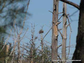 Great Blue Heron's Nest