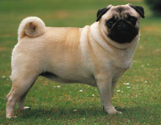 Pugs Dog