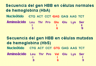 Mutación causante de la anemia falciforme