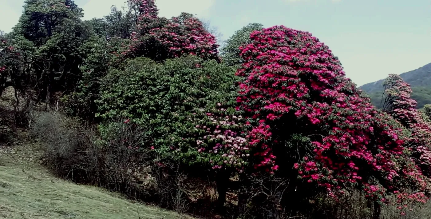 Rhododendron-Milke- View