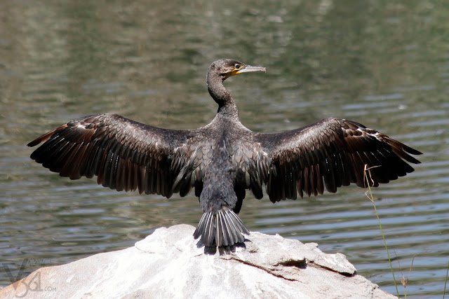 Great Cormorant drying up its wings after a dip in the water