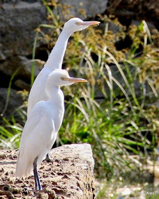 "Cattle Egret - Bubulcus ibis coromandus   - Non-breeding, apair sitting on a wall."