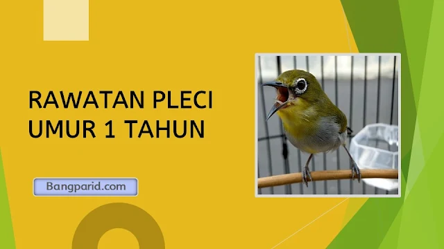 RAWATAN PLECI UMUR 1 TAHUN