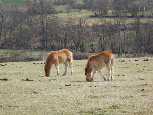 Camí de l'Aigua de Bolvir