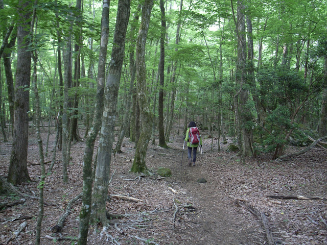 男池登山口から原生林を歩く