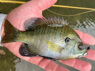 Bluegill, Bluegill Identification, Sunfish Identification, Bluegill in Texas, Texas Bluegill, Texas Sunfish, Fly Fishing for Bluegill, Bluegill on the Fly, Fly Fishing Texas, Texas Fly Fishing, Texas Freshwater Fly Fishing, Bluegill on the Fly, Bluegill ID, Sunfish ID