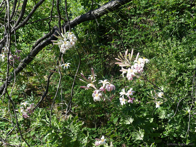 24: spread of flowers