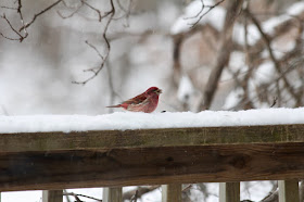 purple finch on snow-covered railing, mid April