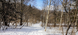 Wide hiking trails in a forest in the Earl Bales Park.
