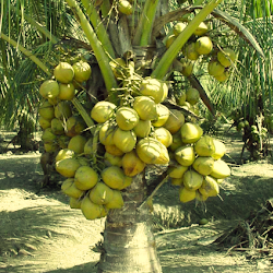 Pohon Kelapa Puyuh Kontraktor Tanaman