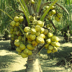 Bibit Kelapa Puyuh