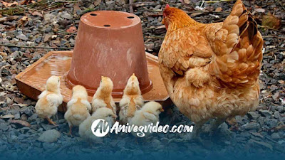 Gambar Cara Mengurus Anak Ayam dengan Baik