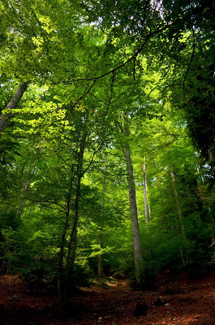 Piatra Crailui Carpatos Rumania Zarnesti Curmatura Botorog Magura