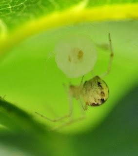 Spider with egg sac