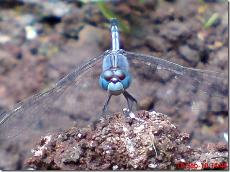 small blue dragonfly 4