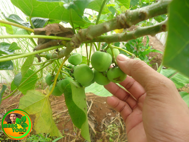 Buah jarak pagar masih muda.