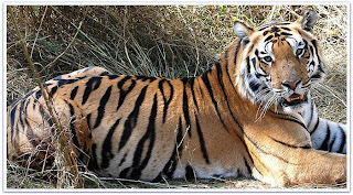 Kanha National Park, Madhya Pradesh