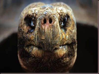 Amazing Animals Pictures Pinta Island tortoise (1)