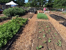 8 Summer gardening tips