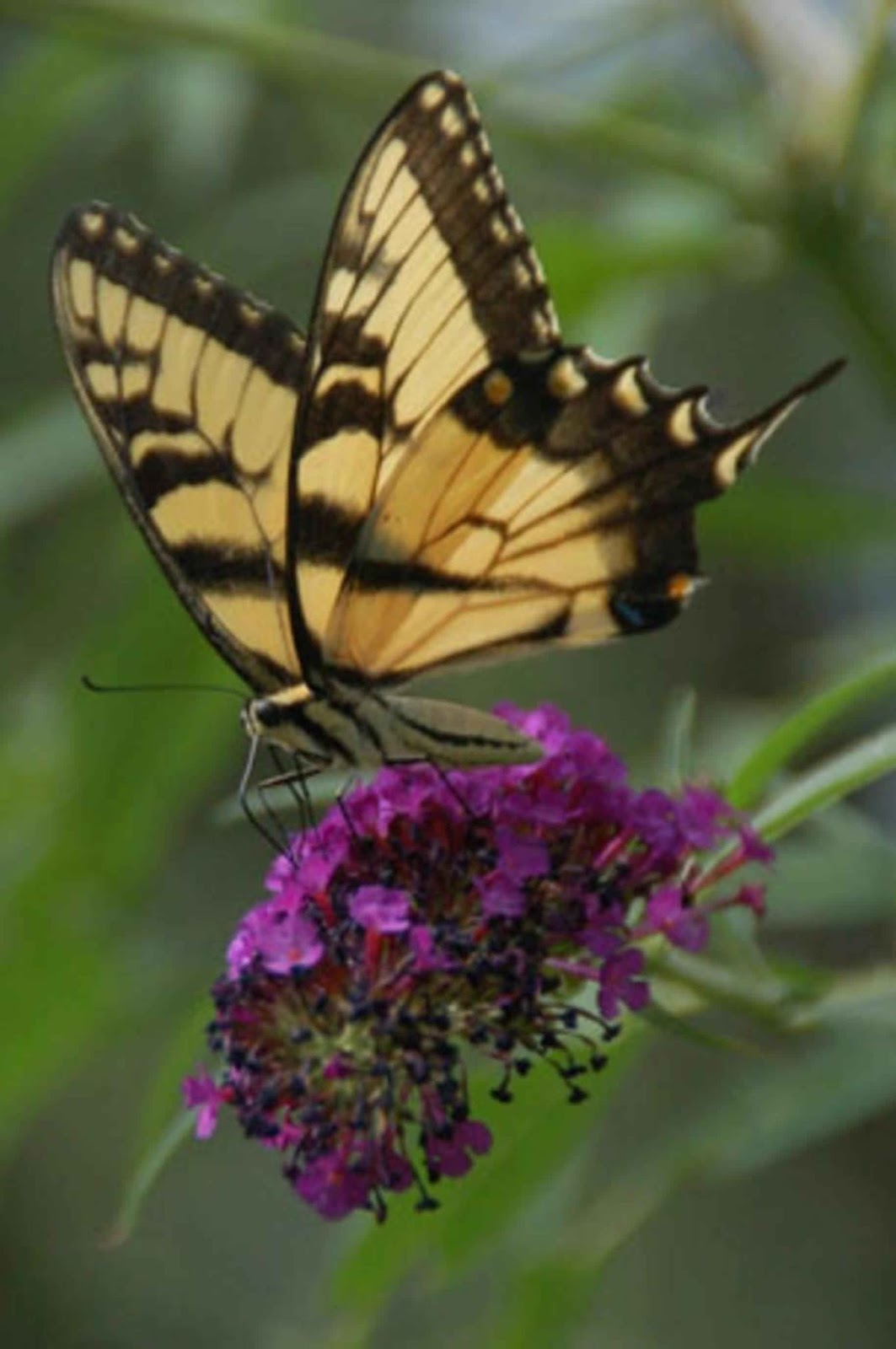 Garden Therapy: Beautiful Butterflies