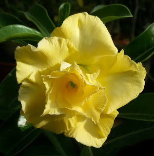 Rosa do deserto - adenium 