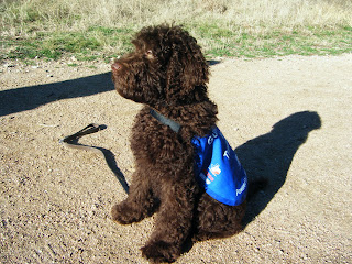 Alfie in blue jacket, sitting in the sunshine with his leash on the ground