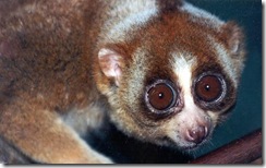 pygmyslowloris