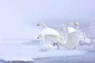 cisnes-posandose-en-el-agua