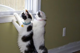 Funny cats - part 97 (40 pics + 10 gifs), cat pictures, two cats looking out from window