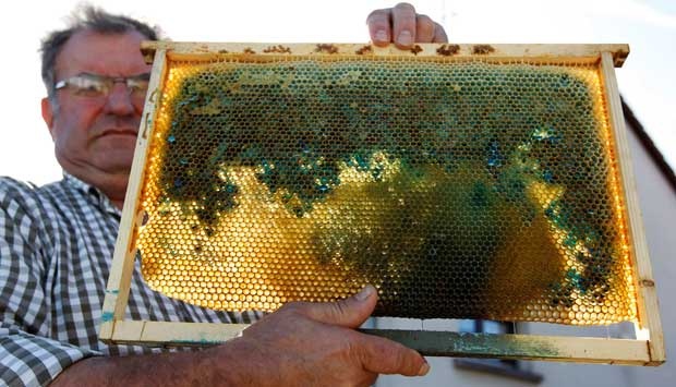 Wow, Lebah Ini Menghasilkan Madu Warna Warni! [ www.BlogApaAja.com ]